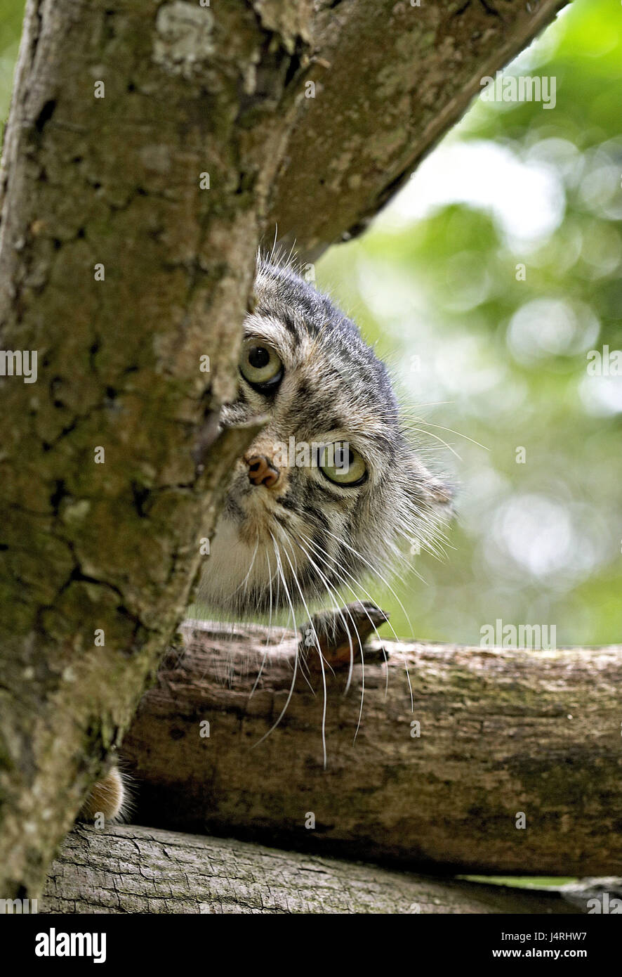 Manul Otocolobus manul, Pallas,, chef, branches, détail, Banque D'Images