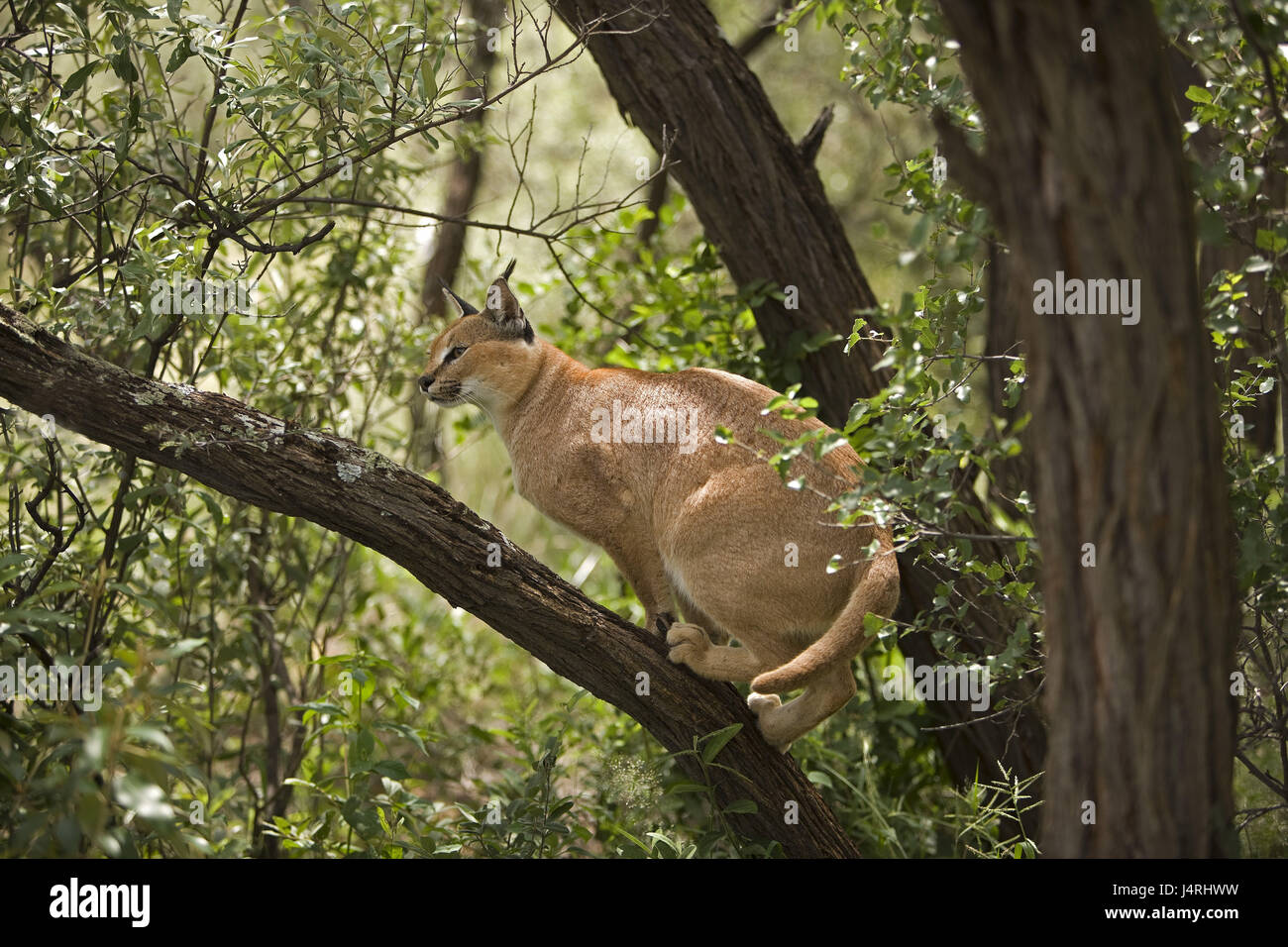Karakal, Caracal caracal, arbre, branche, grimper, Namibie, Banque D'Images