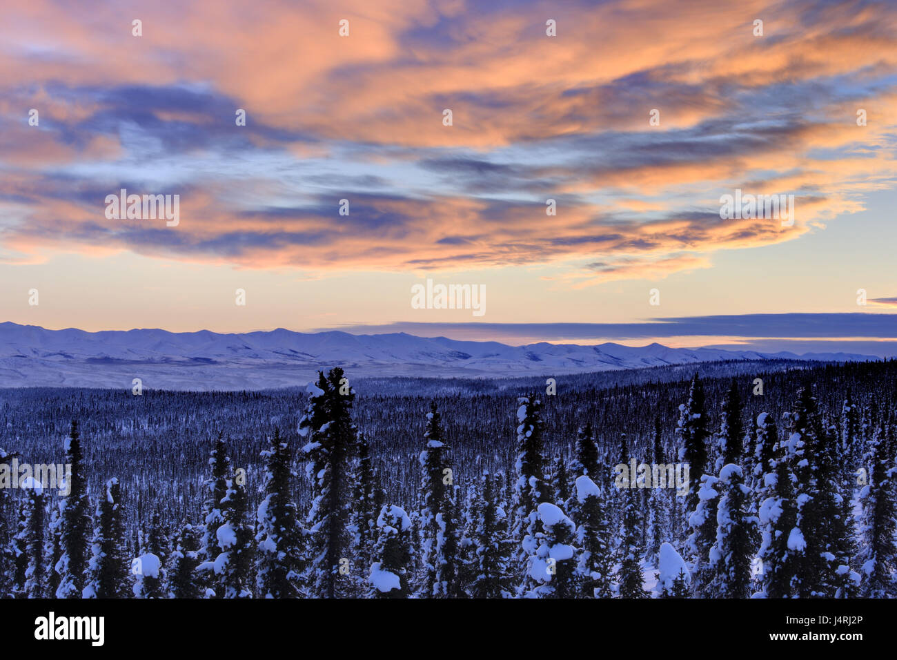 Amérique du Nord, Canada, Yukon, Dempster, Monts Richardson, plateau Porcupine, matin, tuning Banque D'Images