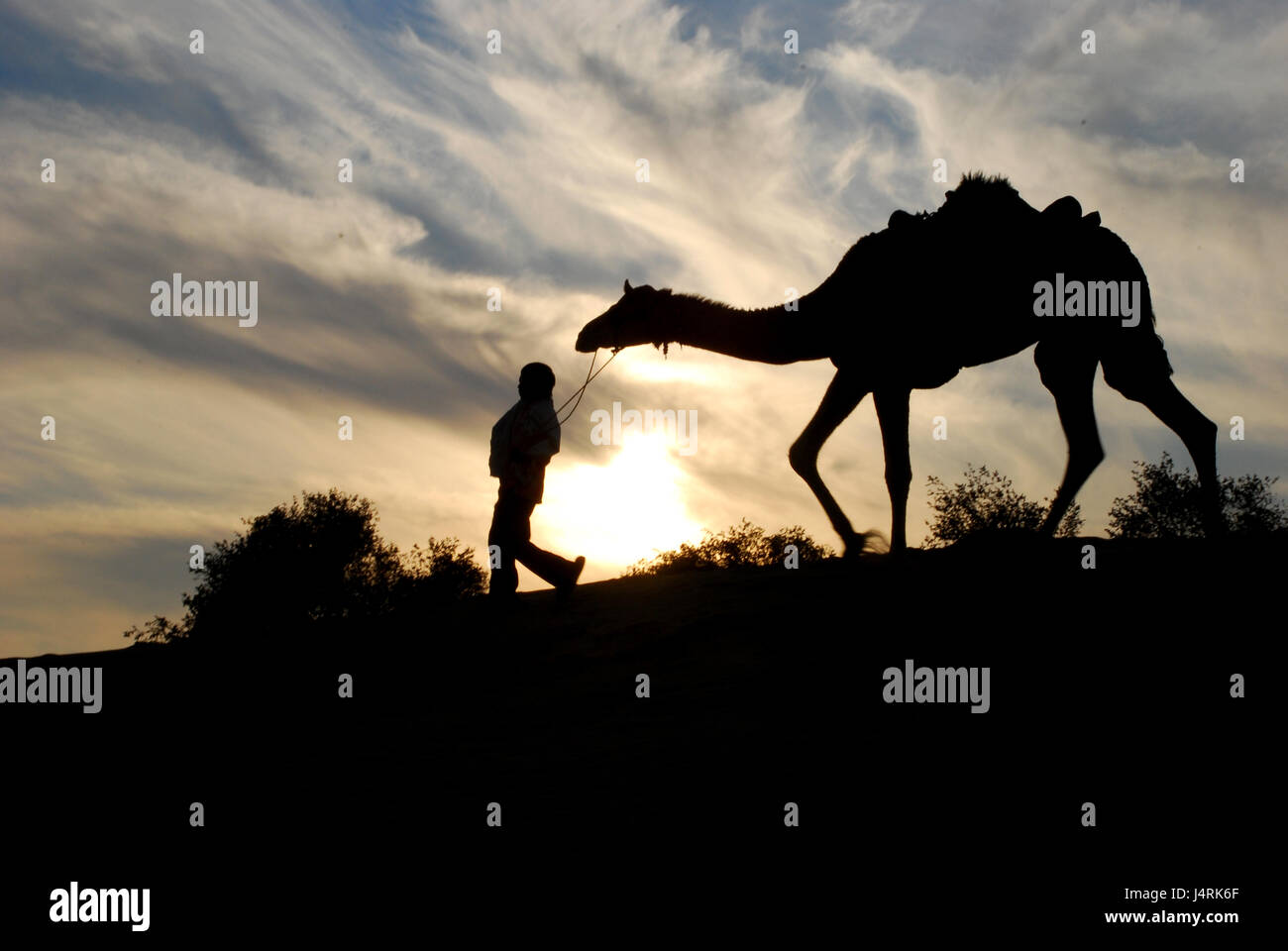 NATURE SILHOUETTE IN DESERT Banque D'Images