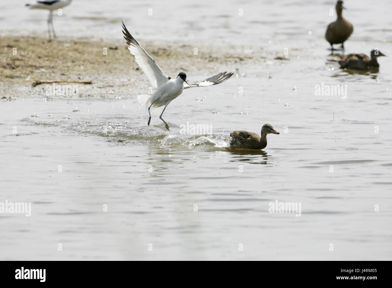 Avocette Recurvirostra avosetta attaquant jeune Canard colvert Anas platyrhynchos en conflit territorial Banque D'Images