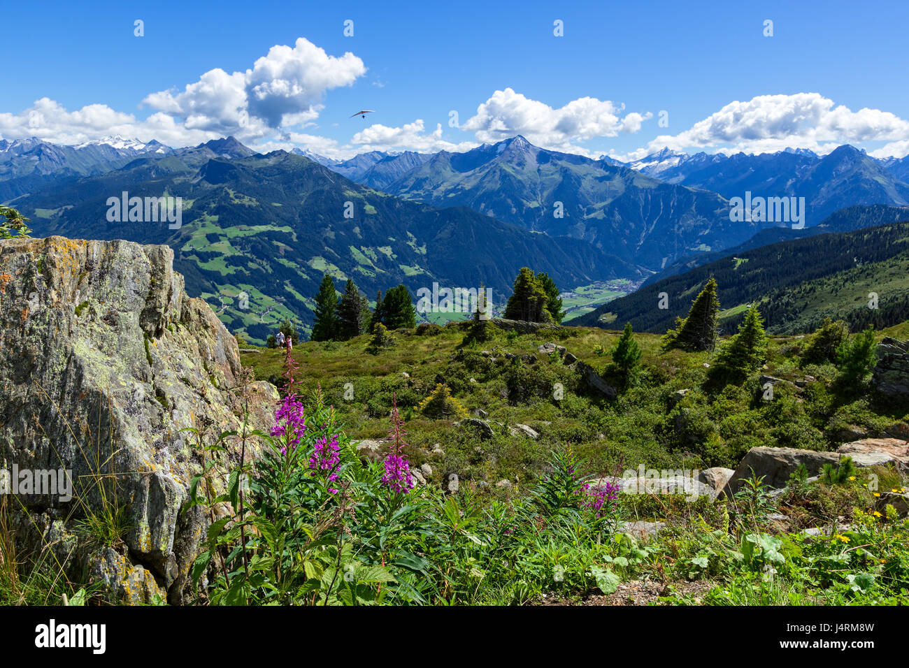 Haute montagne avec vue sur la verte prairie et de pierres au premier plan. La Haute Route alpine du Zillertal, Autriche, Tirol, Zillertal Banque D'Images