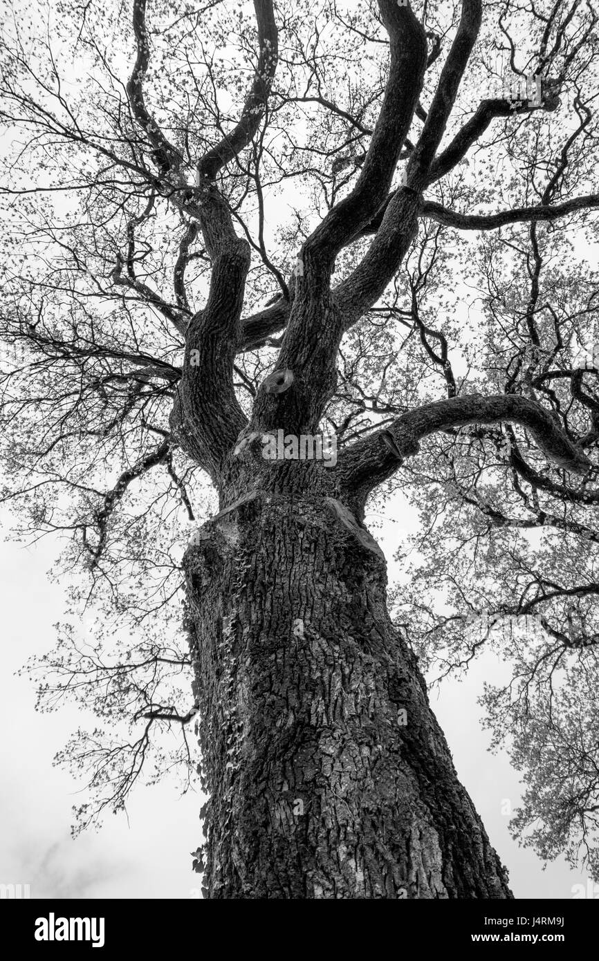 Arbre, Arbre de chêne au printemps Banque D'Images