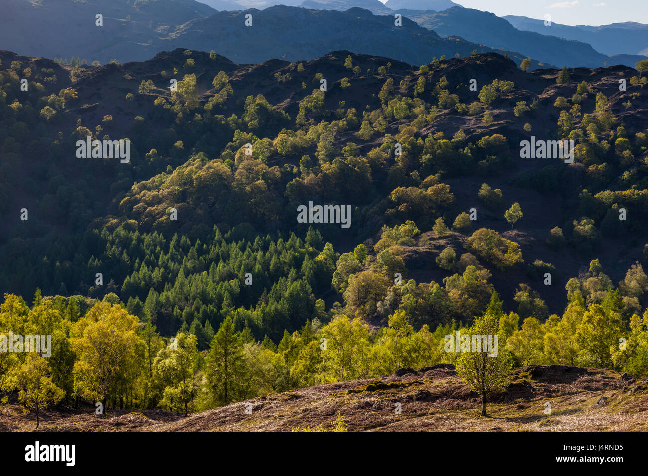 La lumière du soleil du soir sur les arbres sur Holme est tombé, vu de Tom Heights, près de Tarn Hows, Hawkshead, Lake District, Cumbria Banque D'Images