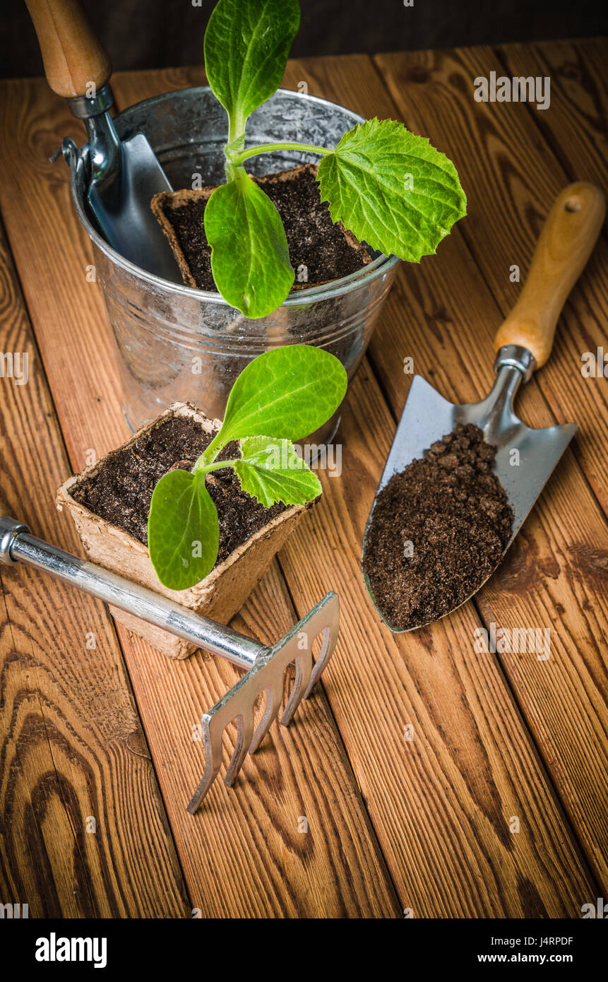 Les courgettes et les semis outils de jardin sur une surface en bois Banque D'Images