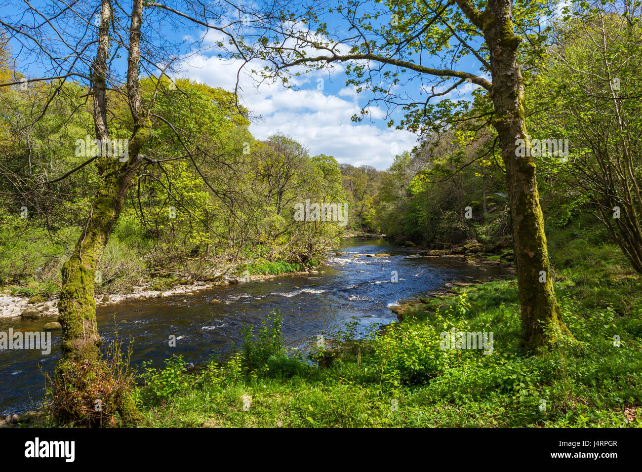 River Wharfe Srcfa au bois, près de Bolton Abbey, Wharfedale, Yorkshire Dales National Park, North Yorkshire, England, UK Banque D'Images