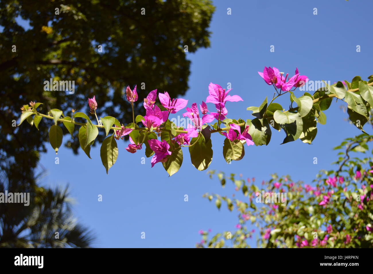 Bougainvillea spectabilis Banque d'image et photos Alamy