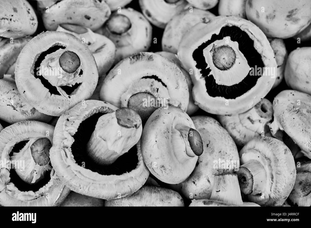Close up champignons macro noir et blanc Banque D'Images