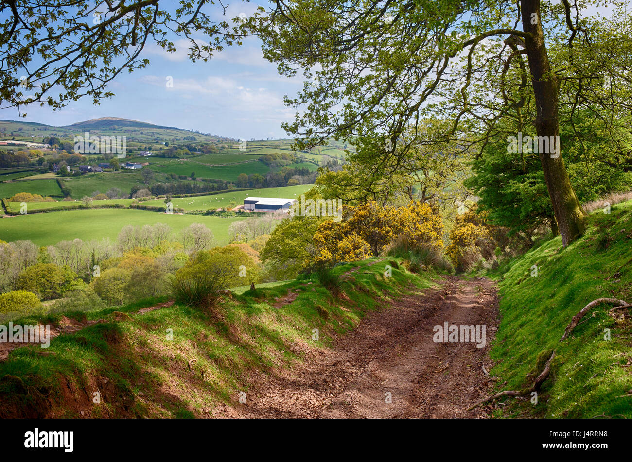 Une piste boisée sur les balises à travers la belle campagne dans Carmarthenshire, Pays de Galles, Royaume-Uni Banque D'Images