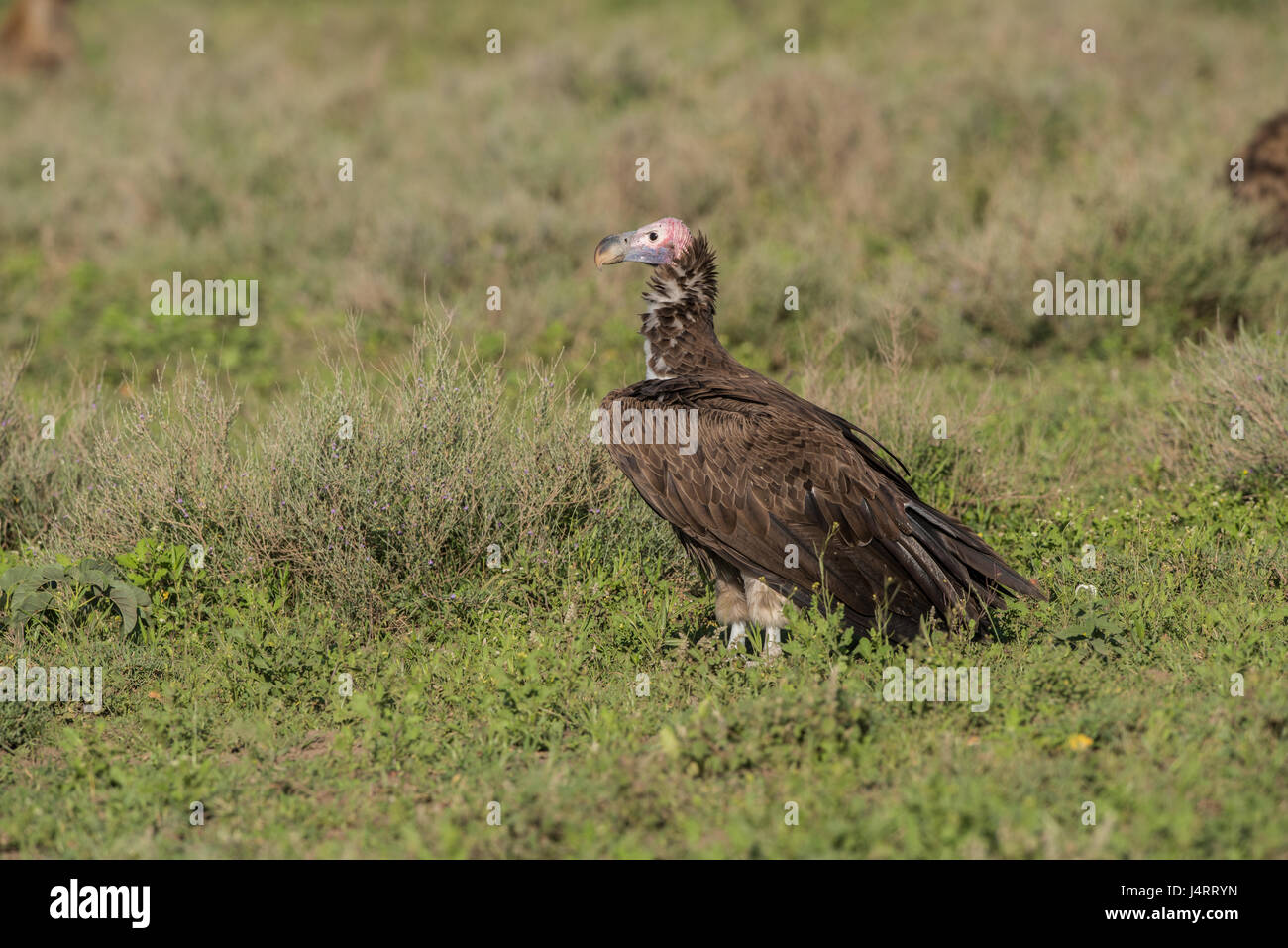 Agrion face vulture, Tanzanie Banque D'Images