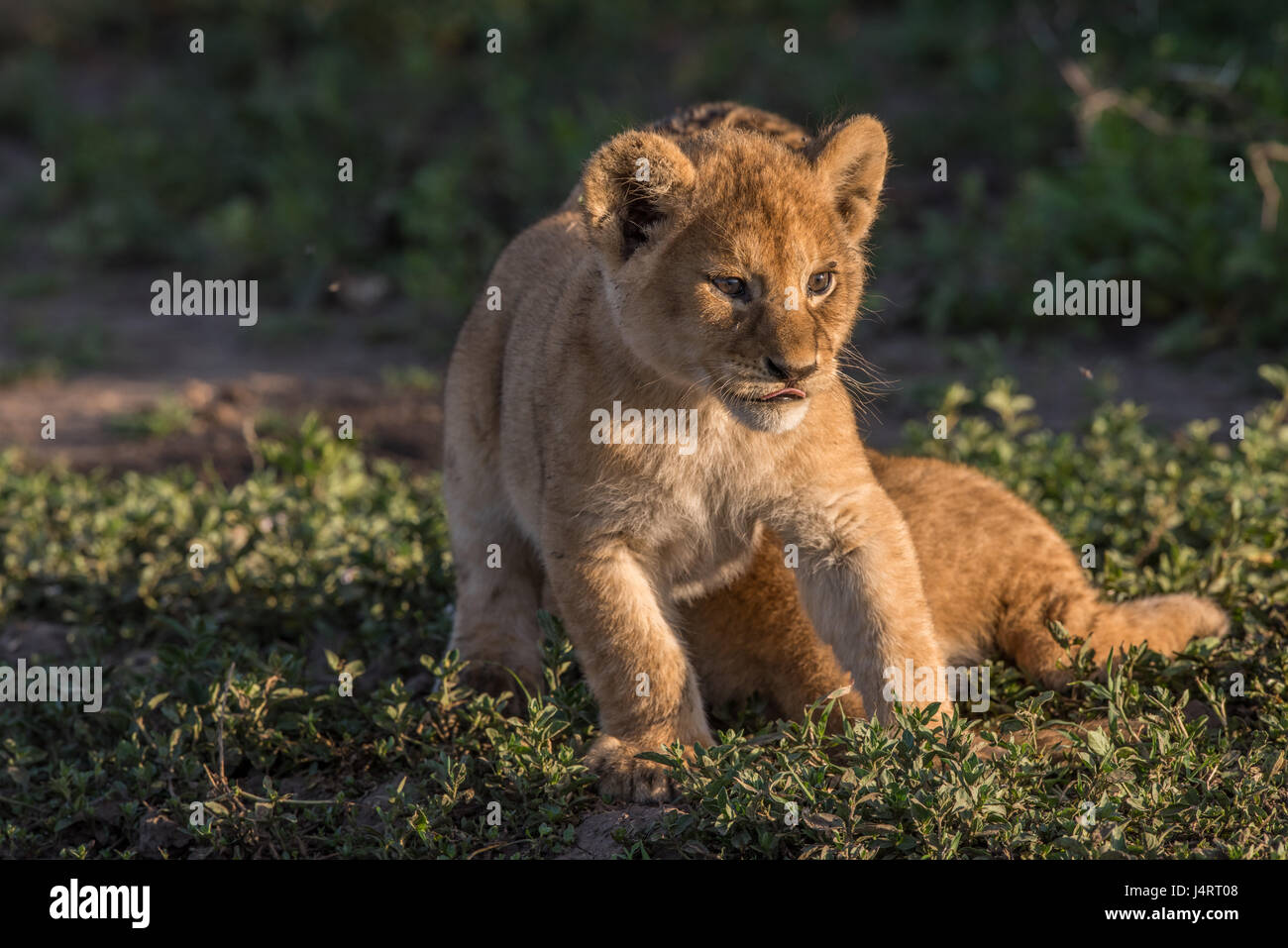 Lion cub, Ndutu, Tanzanie Banque D'Images