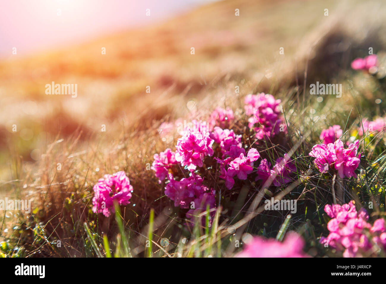 La beauté des fleurs de rhododendron en haute montagne par sunligth rougeoyant Banque D'Images