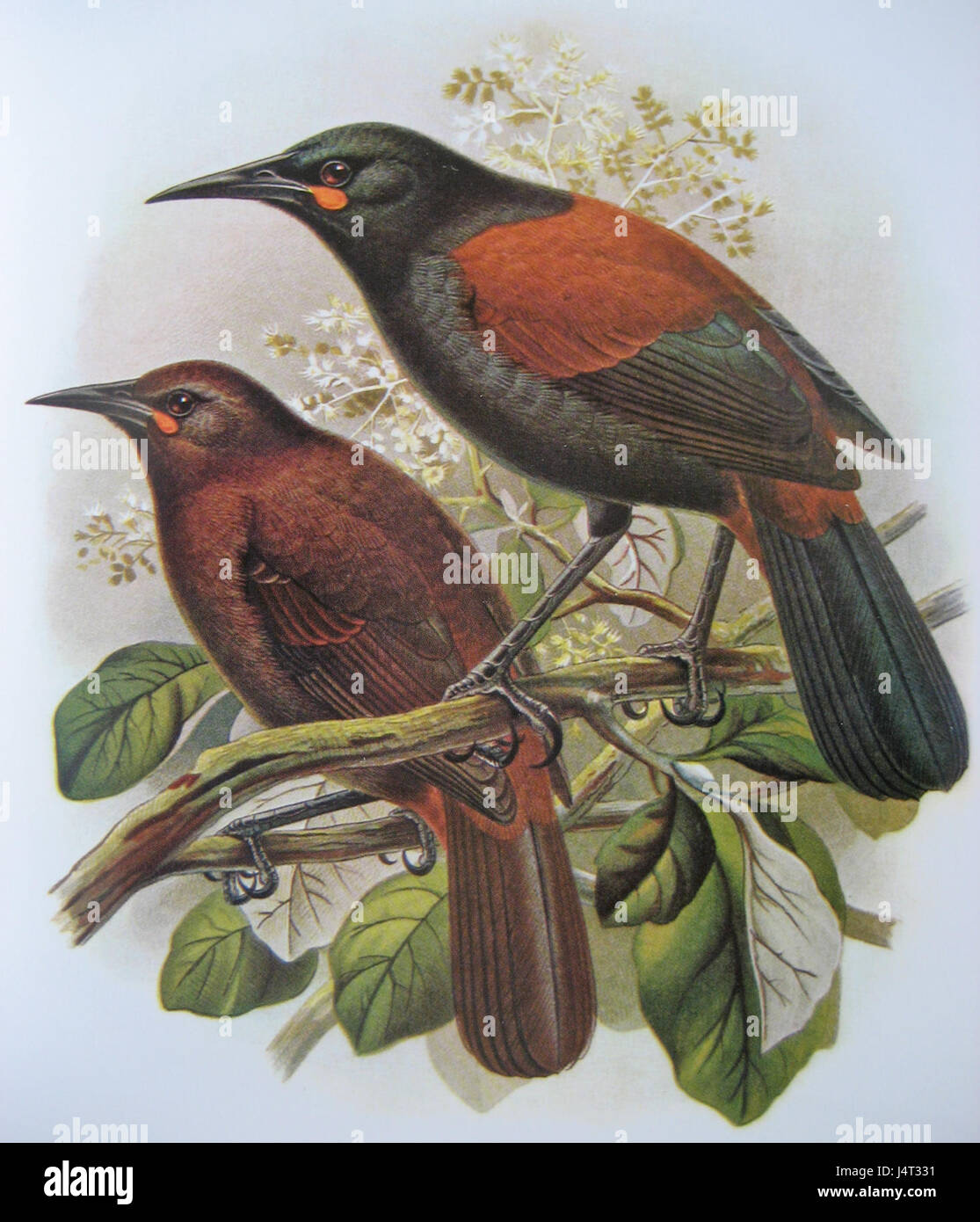 Le Tieke (également connu sous le nom de Bullerâ€™s Shearwater) est une espèce d'oiseaux de mer originaire de Nouvelle-Zélande. Il est connu pour ses appels distinctifs et ses schémas de vol uniques, représentant la biodiversité de la région. Banque D'Images