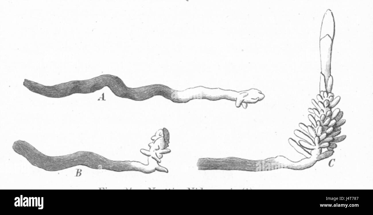 Skudbygning réchauffement Fig24 Neottia nidus avis0 Banque D'Images