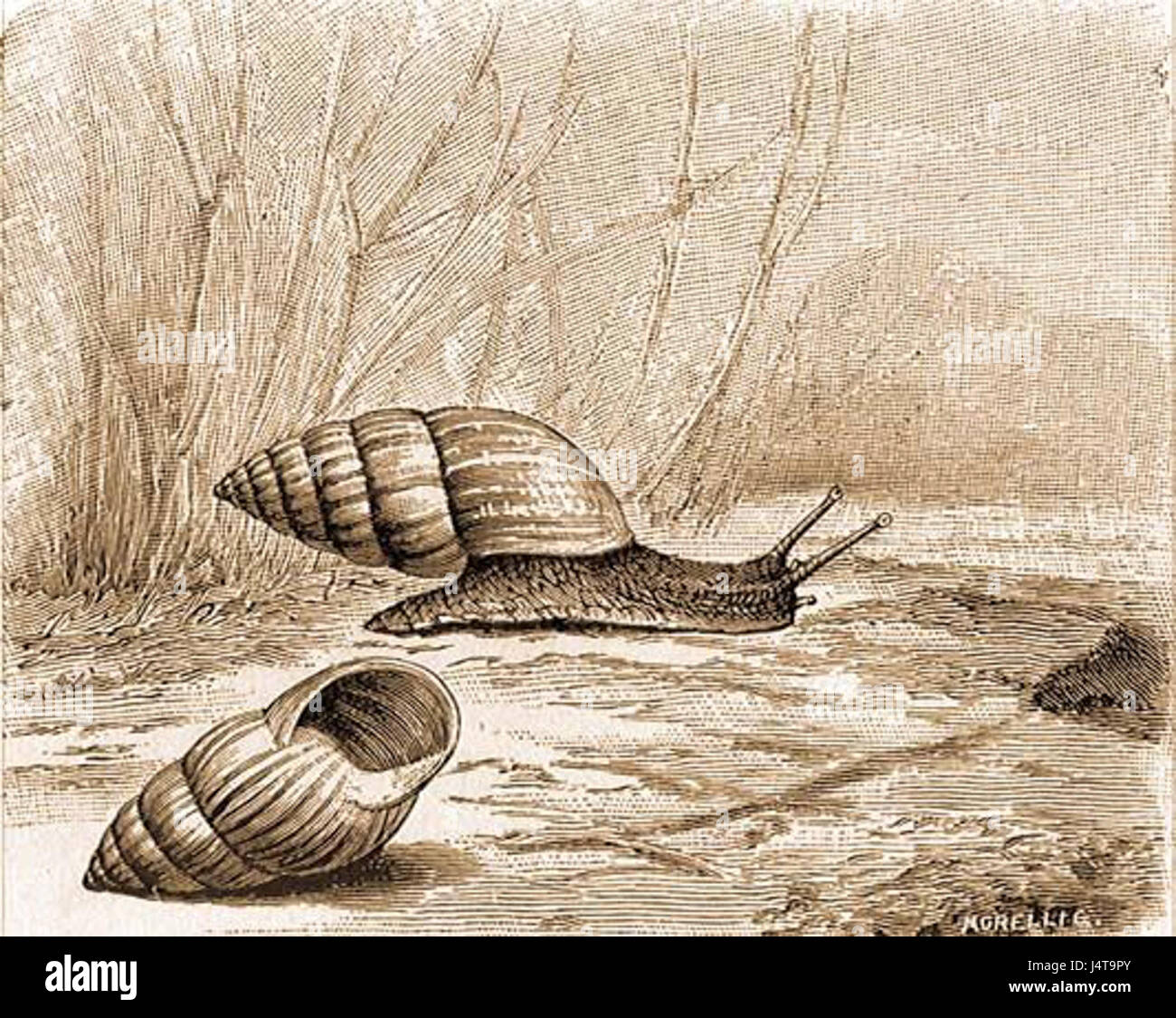 *Zebrina detrita* est une espèce de plante de la famille des Commelinaceae, communément trouvée dans les régions tropicales et subtropicales. Il est reconnu pour ses feuilles vibrantes et à motifs et son aspect distinctif. Banque D'Images