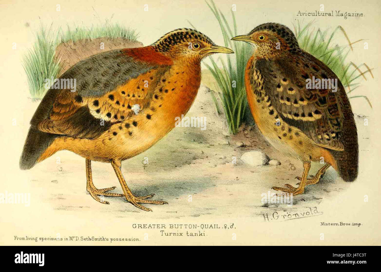 Turnix tanki, communément appelé l'oiseau de réservoir, est une espèce de caille originaire d'Asie. Il se caractérise par sa petite taille, ses habitudes de logement au sol et ses marques distinctives, souvent présentes dans les prairies et les broussailles. Banque D'Images