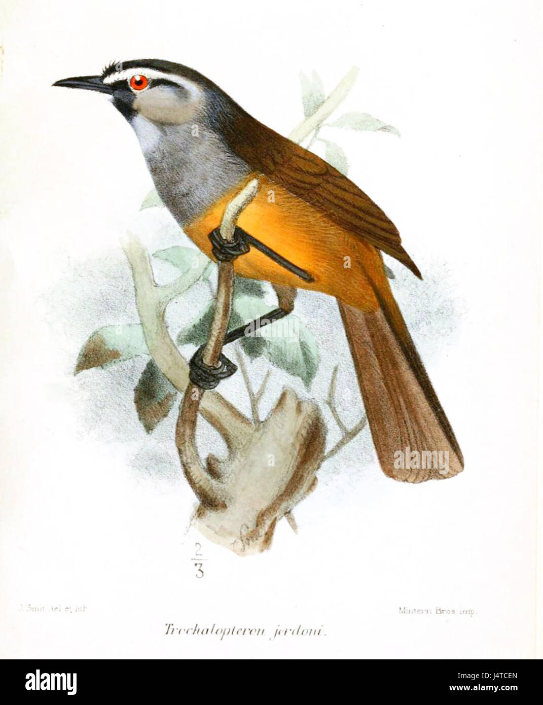 TrochalopteronJerdoniSmit Banque D'Images