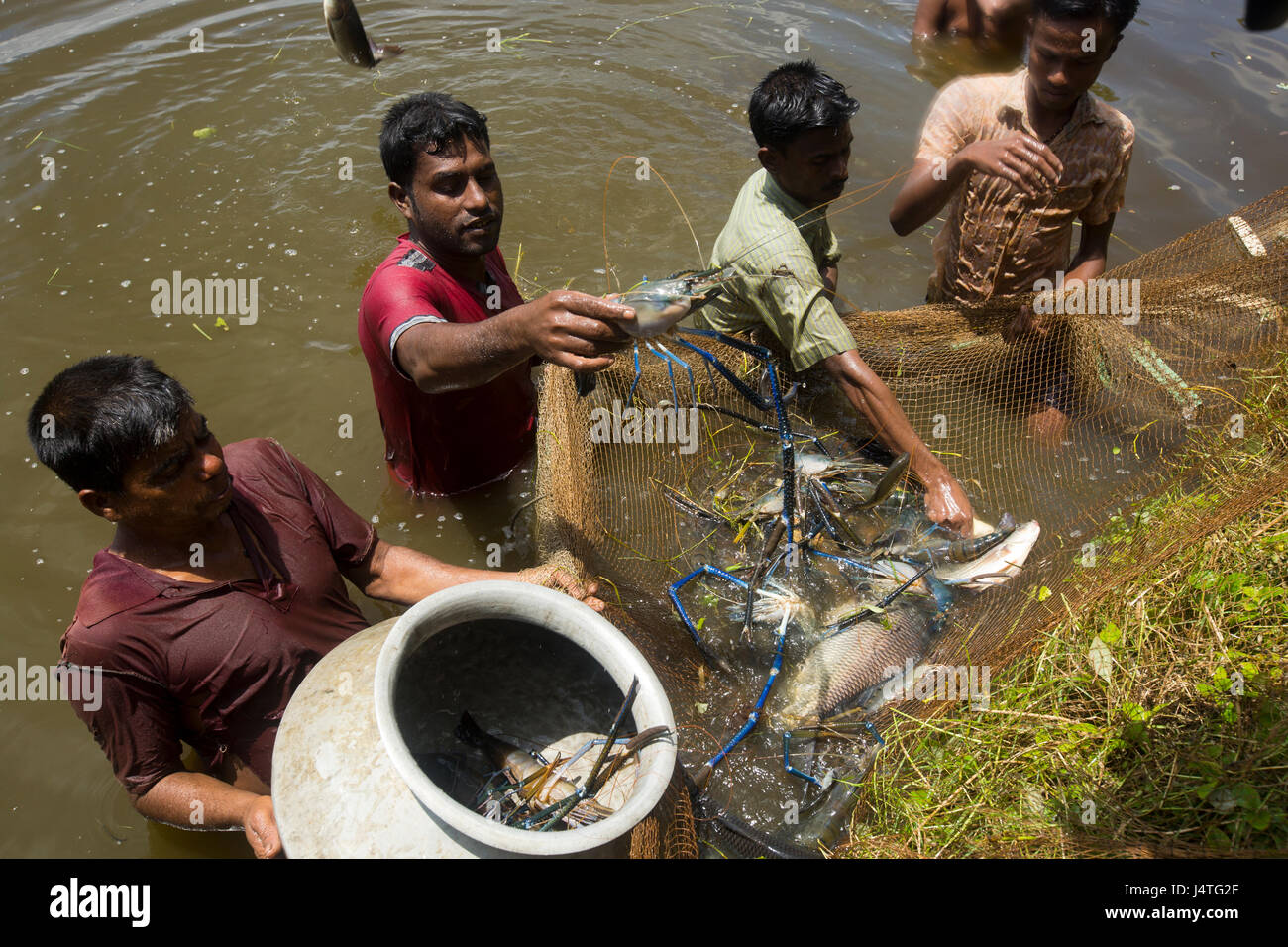 La capture de poissons des pêcheurs de l'écloserie à Bagerhat, Bangladesh. Banque D'Images