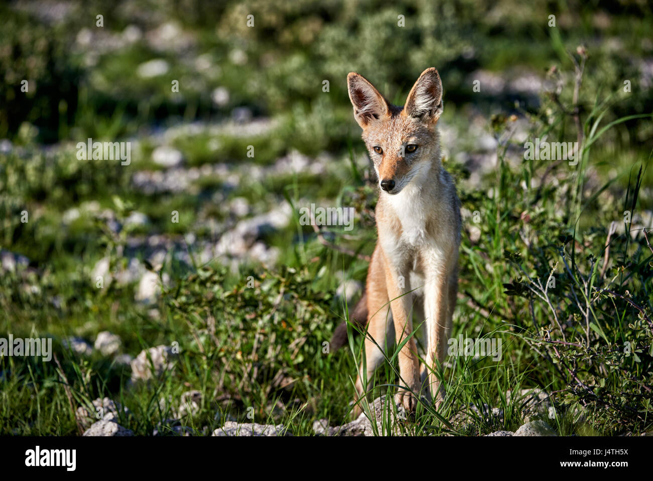 Le chacal à dos noir, Canis mesomelas, Etosha National Park, Namibie Banque D'Images