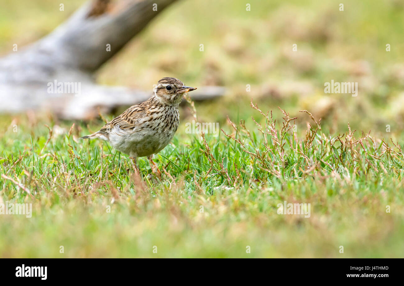 (Woodlark Lullula arborea) Banque D'Images (Woodlark Lullula arborea) Banque D'Images