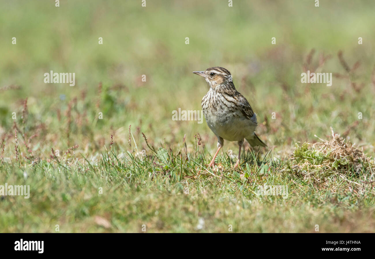 (Woodlark Lullula arborea) Banque D'Images (Woodlark Lullula arborea) Banque D'Images