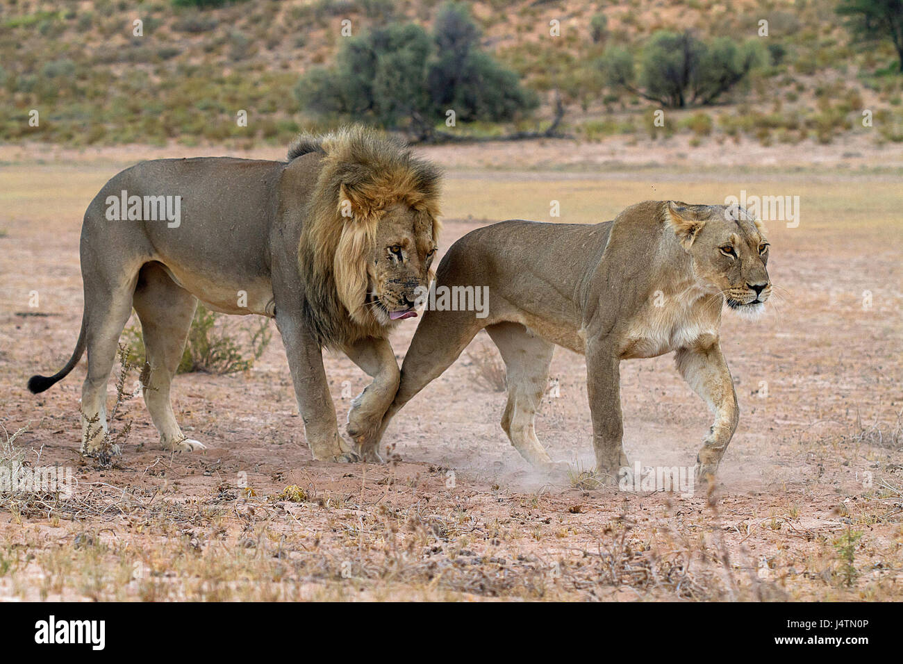 Les lions d'Afrique dans le parc transfrontalier de Kgalagadi, Botswana Banque D'Images