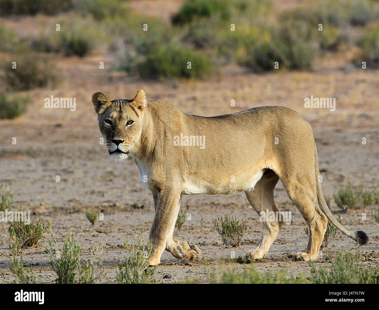 Femme lion d'Afrique dans le parc transfrontalier de Kgalagadi, Botswana Banque D'Images