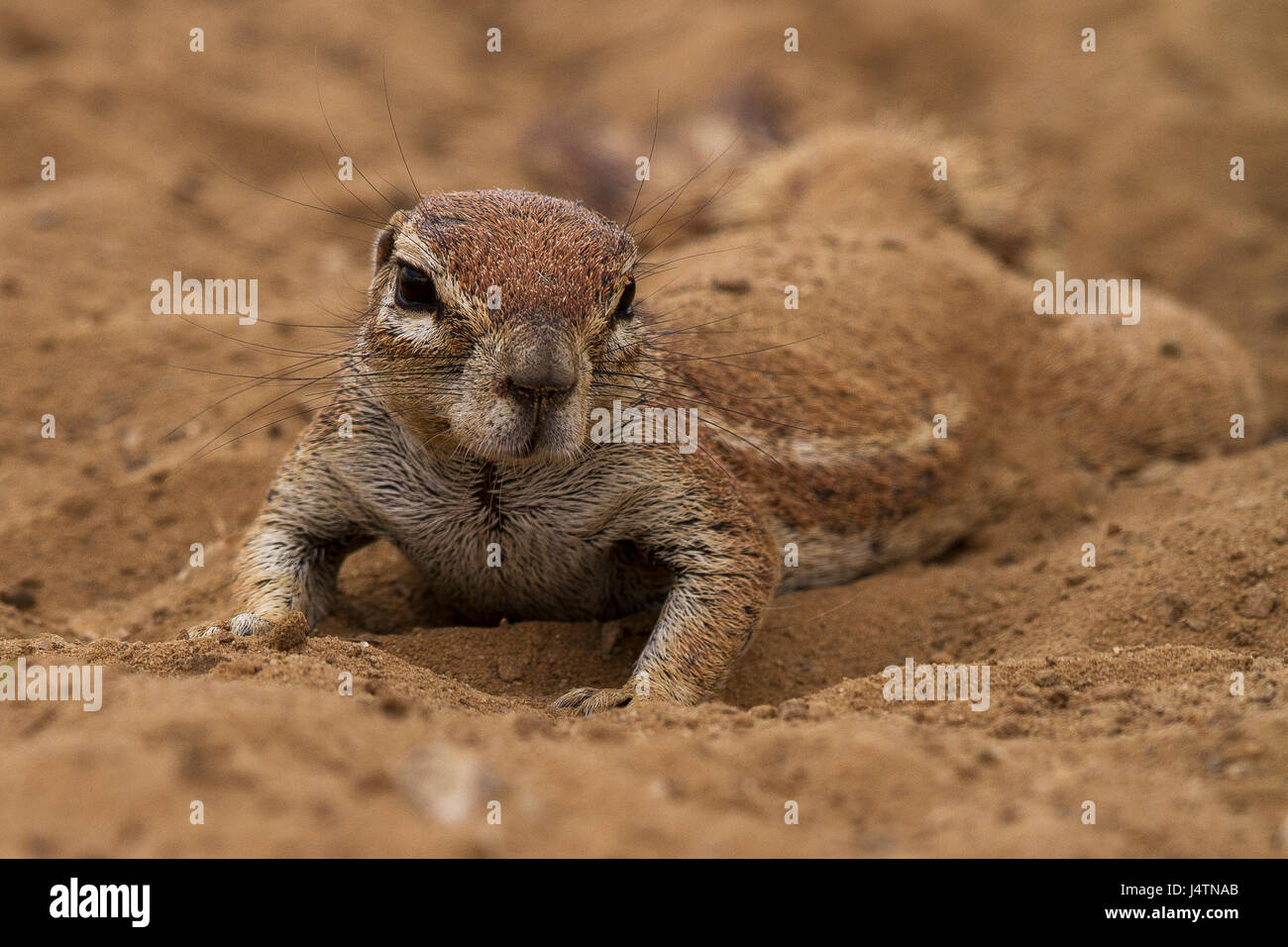 En utilisant du sable de spermophile de garder cool Banque D'Images
