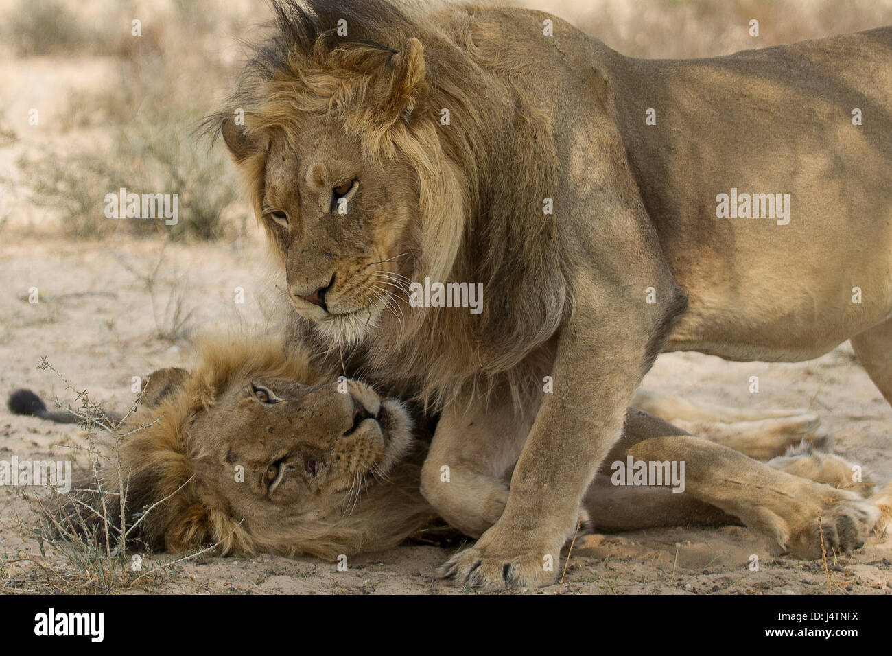 Les lions africains se détendre dans le parc transfrontalier de Kgalagadi, Afrique du Sud Banque D'Images
