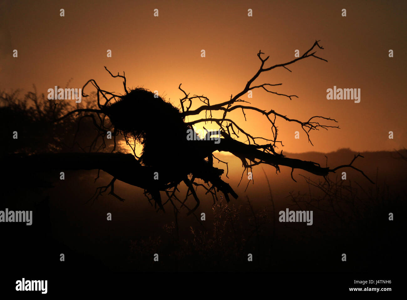 Silhouette d'un arbre tombé au lever du soleil Banque D'Images