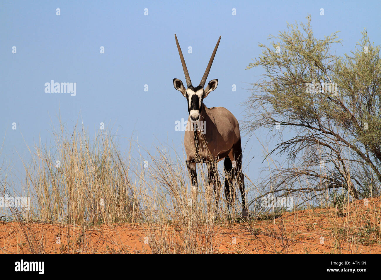 Oryx dans le parc transfrontalier de Kgalagadi en Afrique du Sud Banque D'Images