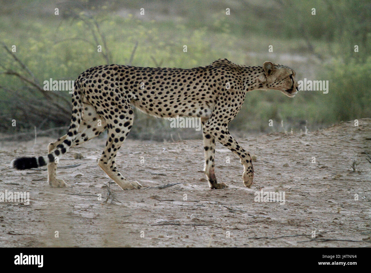 Guépard mâle guette dans le parc transfrontalier de Kgalagadi bush Banque D'Images