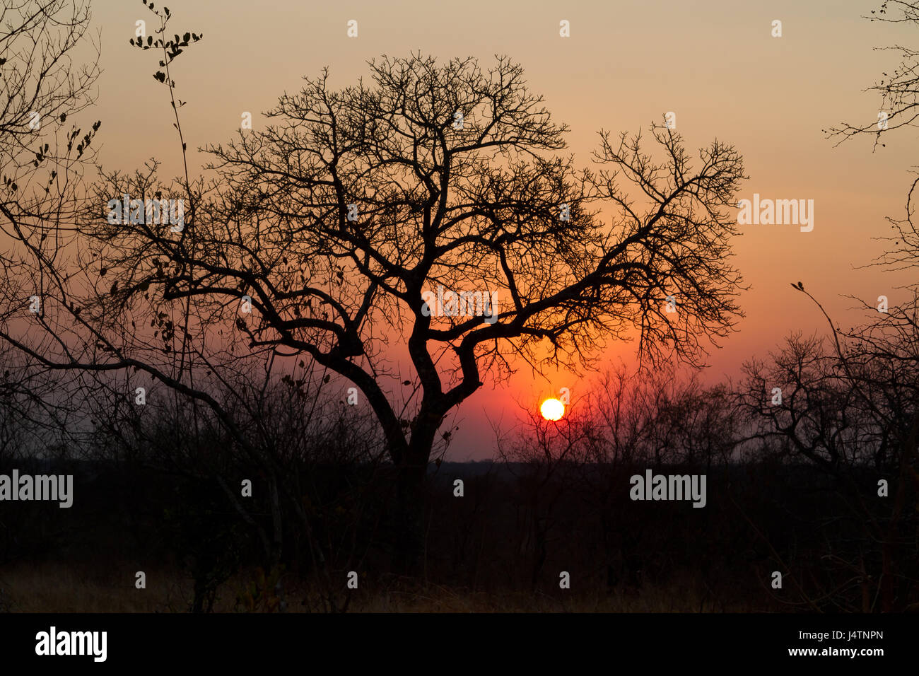 Coucher du soleil dans le parc transfrontalier de Kgalagadi, Botswana Banque D'Images