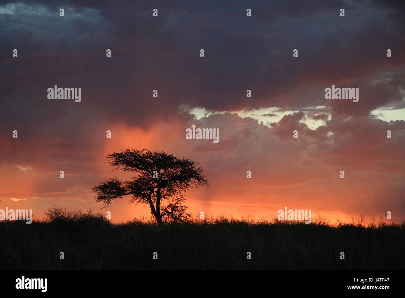 Coucher du soleil dans le parc transfrontalier de Kgalagadi, Botswana Banque D'Images