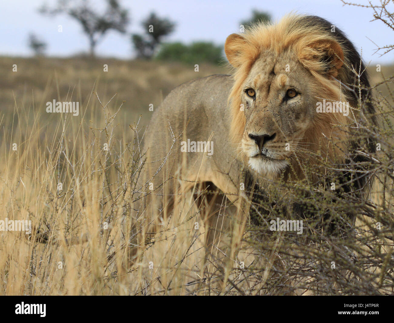 L'African Lion dans le parc transfrontalier de Kgalagadi, Botswana Banque D'Images