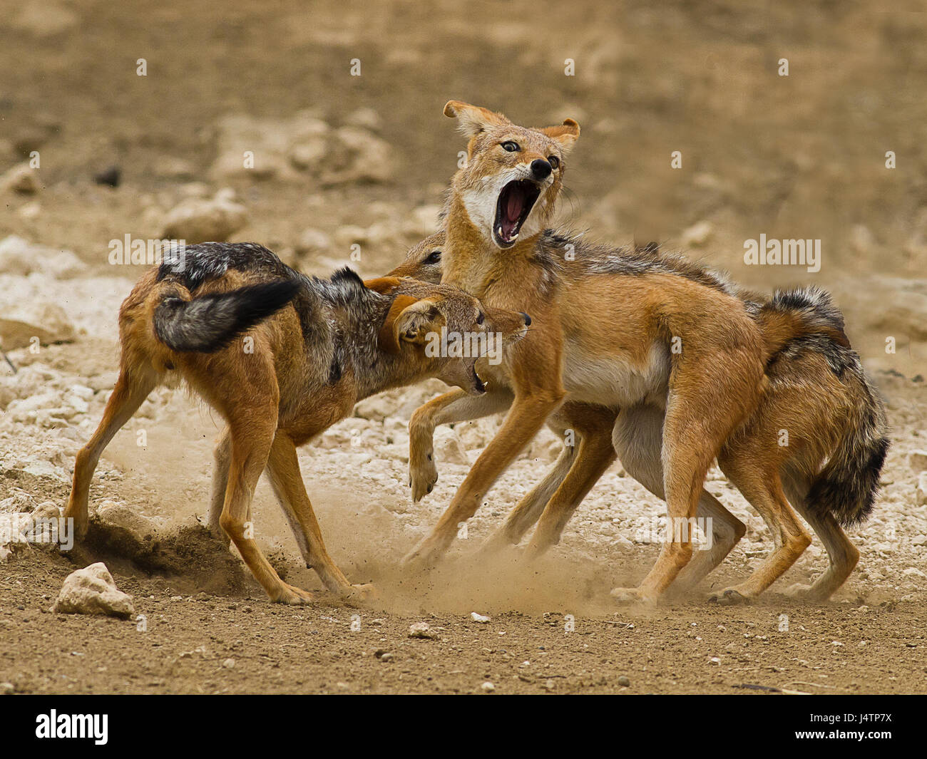 Accueil chacals rituel dans le parc transfrontalier de Kgalagadi, Botswana Banque D'Images