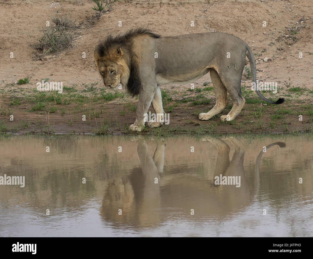 African Lion avec ombre dans un trou d'eau Banque D'Images