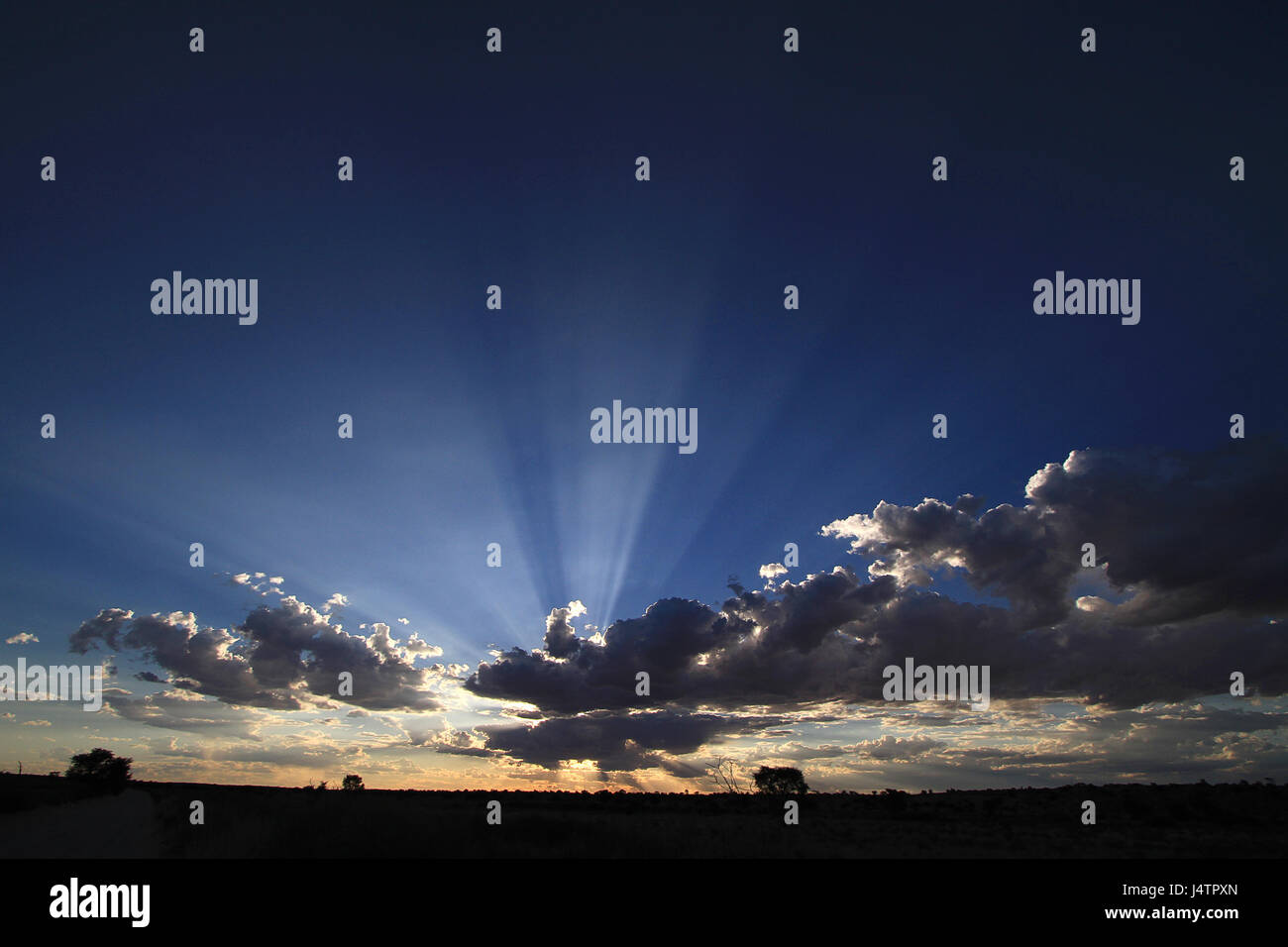 Coucher de soleil à la faune du parc transfrontalier de Kgalagadi Banque D'Images