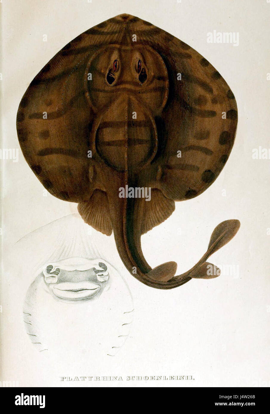 Zanobatus schoenleinii Banque D'Images