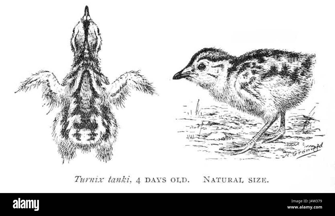 Turnix tanki Gronvold poussins Banque D'Images