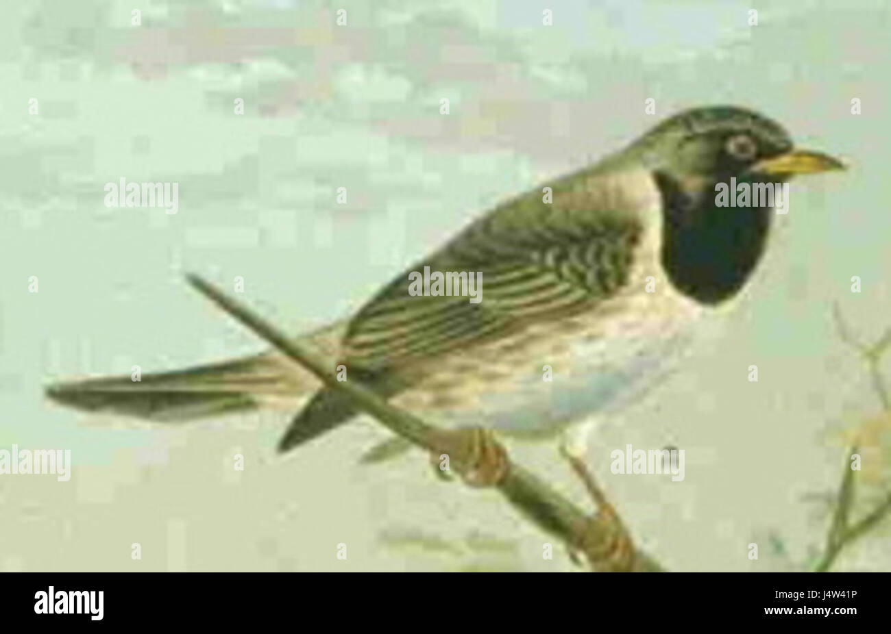 Turdus atro est une espèce d'oiseau de la famille des muguets, connue pour son plumage sombre. On le trouve généralement dans les forêts et les zones boisées, et il joue un rôle dans la dispersion des graines et la lutte contre les insectes au sein de son écosystème. Banque D'Images