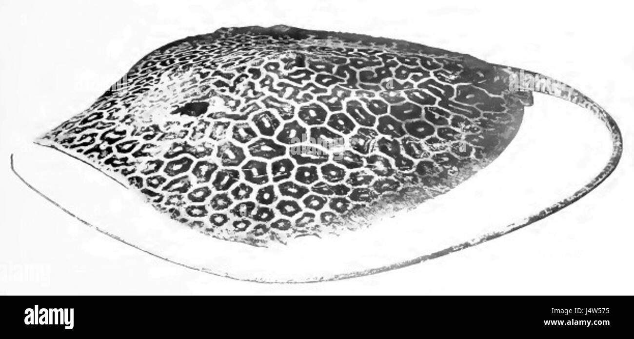 Trygon holotype favus par annandale Banque D'Images
