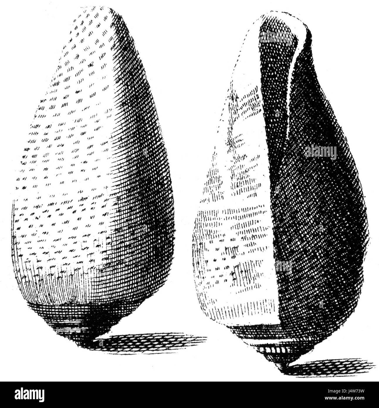 Voluta musica est une espèce de grand escargot marin connue pour sa coquille frappante à motifs musicaux. Il se trouve dans la région Indo-Pacifique et est prisé par les collectionneurs pour son aspect unique. Banque D'Images