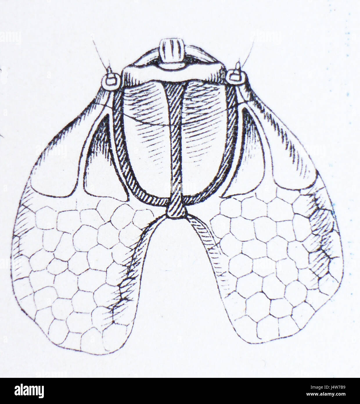 La larve de Trachys minutus, une espèce de coléoptère, est observée au microscope. Cet insecte est connu pour sa taille minuscule et son rôle dans les écosystèmes naturels. Banque D'Images