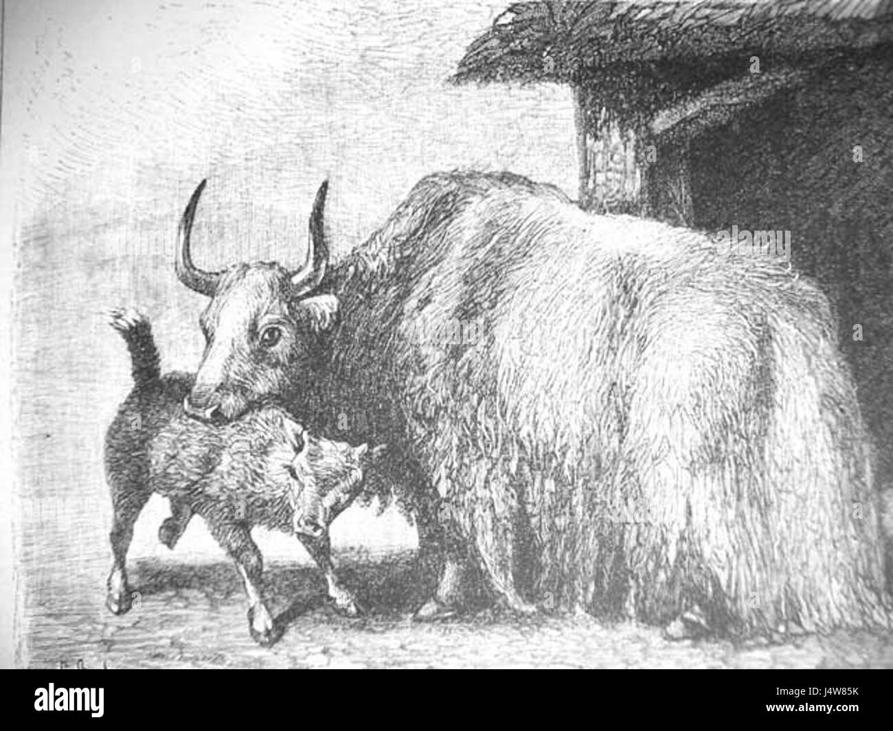 Historique Dessin de Yak Banque D'Images Historique Dessin de Yak Banque D'Images