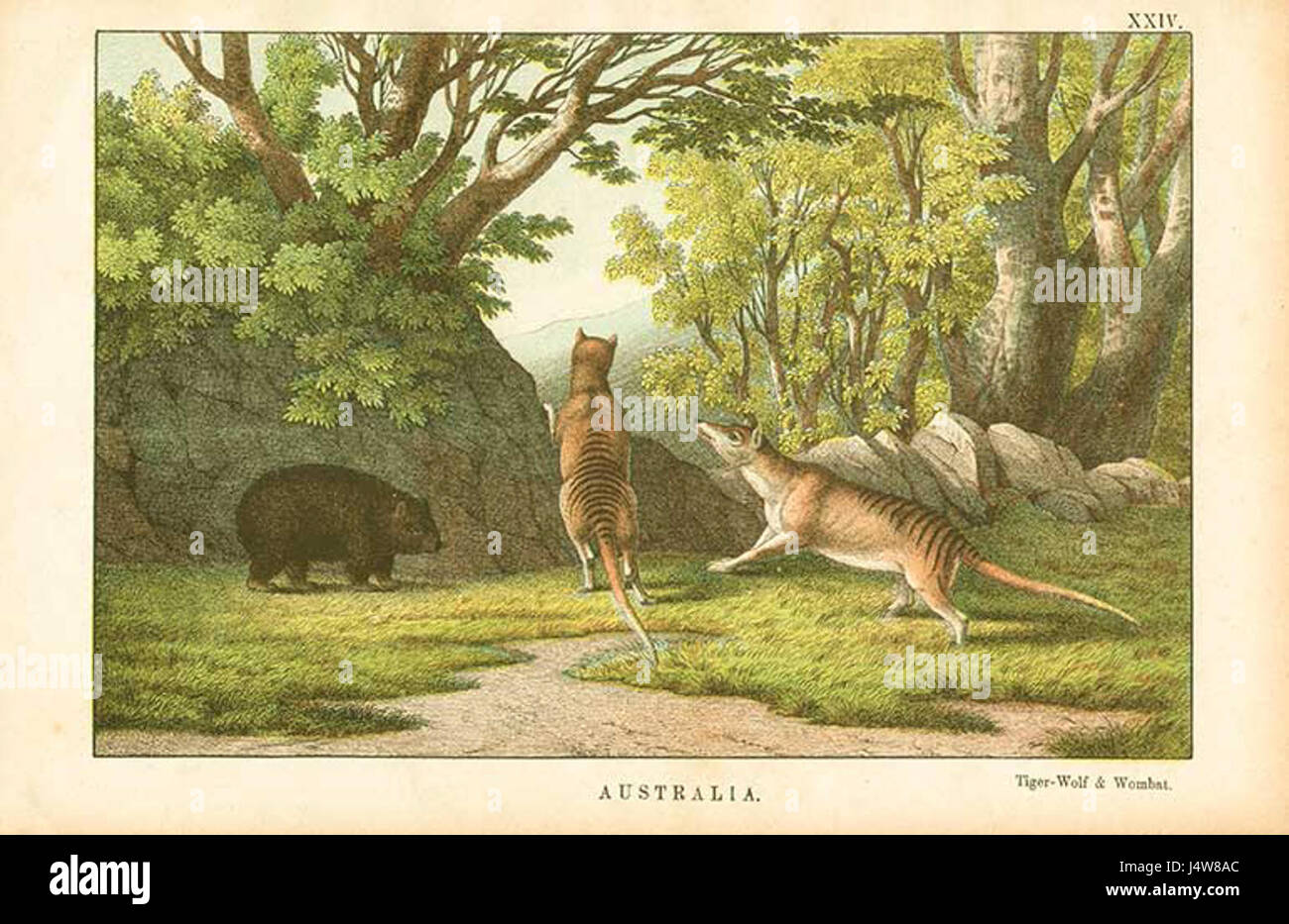 Wombat Thylacine Banque D'Images