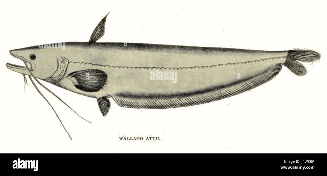 Wallago Attu est une espèce de poisson connue pour sa grande taille et sa nature prédatrice. On le trouve dans les habitats d'eau douce à travers l'Asie du Sud et du Sud-est, connu pour son apparence unique et son comportement de chasse agressif. Banque D'Images Wallago Attu est une espèce de poisson connue pour sa grande taille et sa nature prédatrice. On le trouve dans les habitats d'eau douce à travers l'Asie du Sud et du Sud-est, connu pour son apparence unique et son comportement de chasse agressif. Banque D'Images
