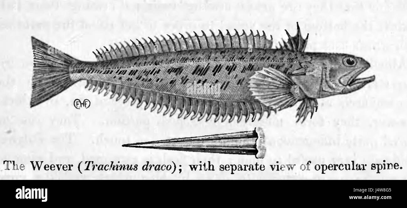 TrachinusDraco Banque D'Images