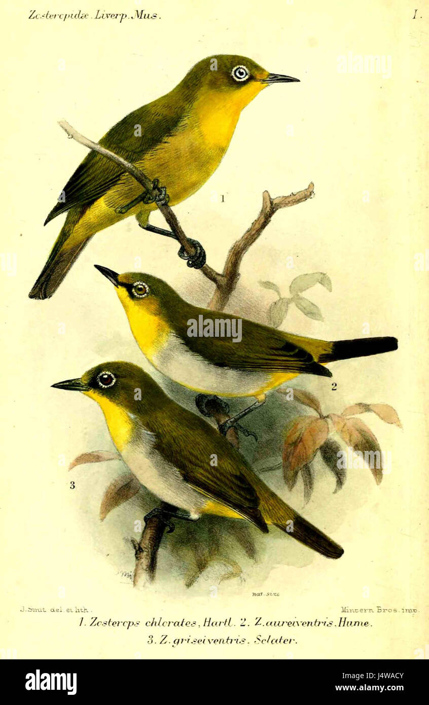 Zosterops Smit fait référence à une espèce de petits oiseaux connus sous le nom d'yeux blancs, caractérisés par un anneau distinctif de plumes blanches autour de leurs yeux. Ces oiseaux font partie de la famille des Zosteropidae et se trouvent dans diverses régions, notamment en Asie, en Afrique et dans les îles du Pacifique. Banque D'Images