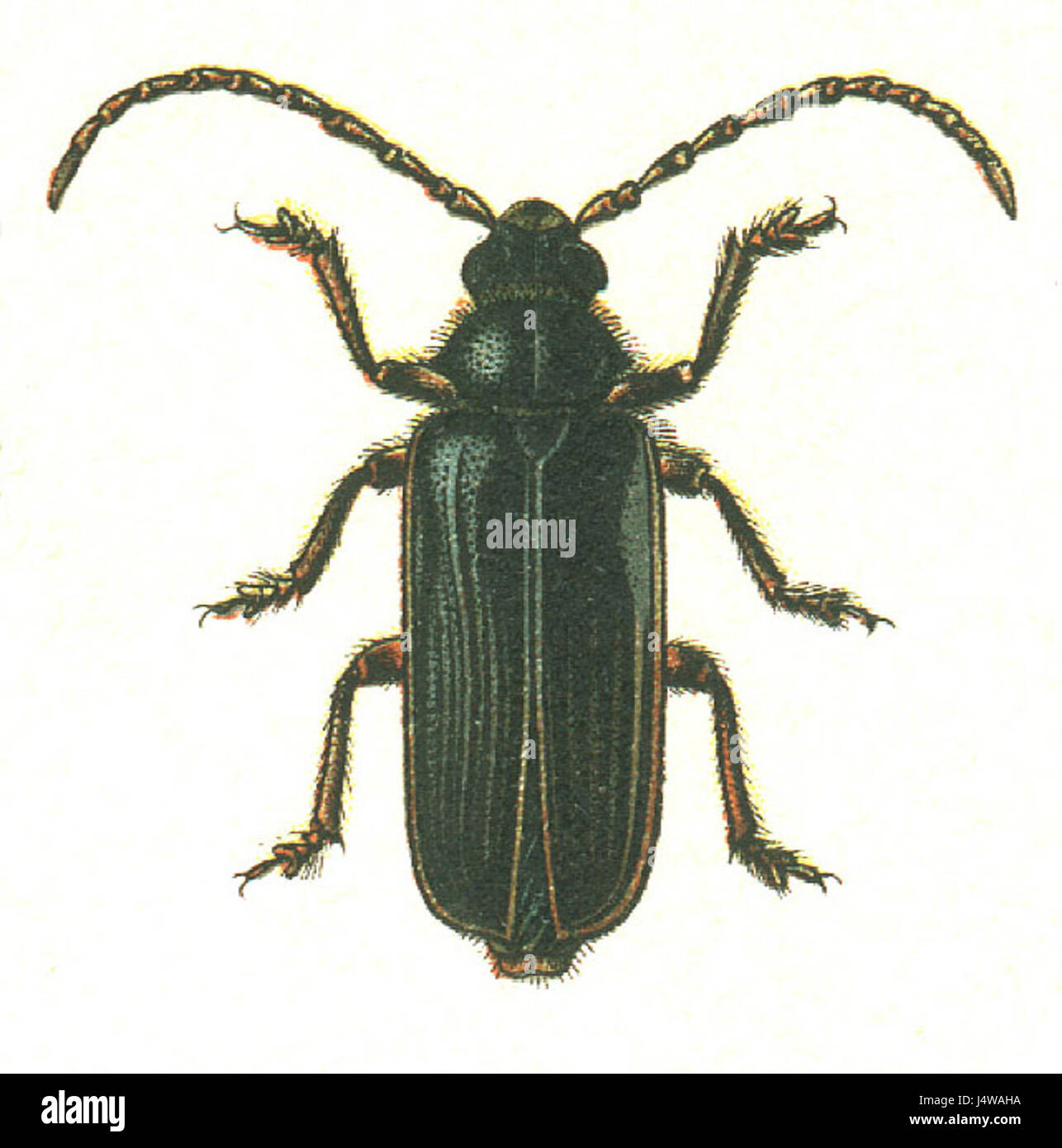 Tragosoma depsarium, communément connu sous le nom de boisé géant, est une espèce de coléoptère que l'on trouve dans les forêts tempérées. Il joue un rôle dans la décomposition du bois mort et fait partie de l'écosystème forestier. Banque D'Images